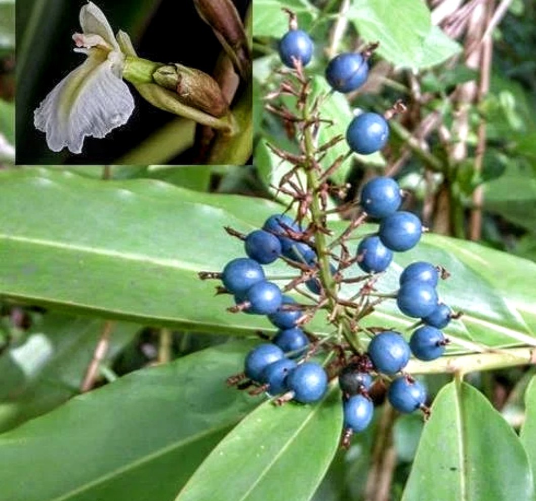 Live Plant Alpinia Caerulea