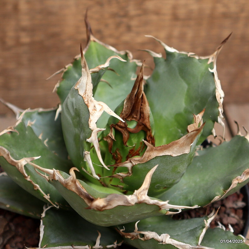 D117 AGAVE TITANOTA pot14-H11-W15 cm MaMa Cactus