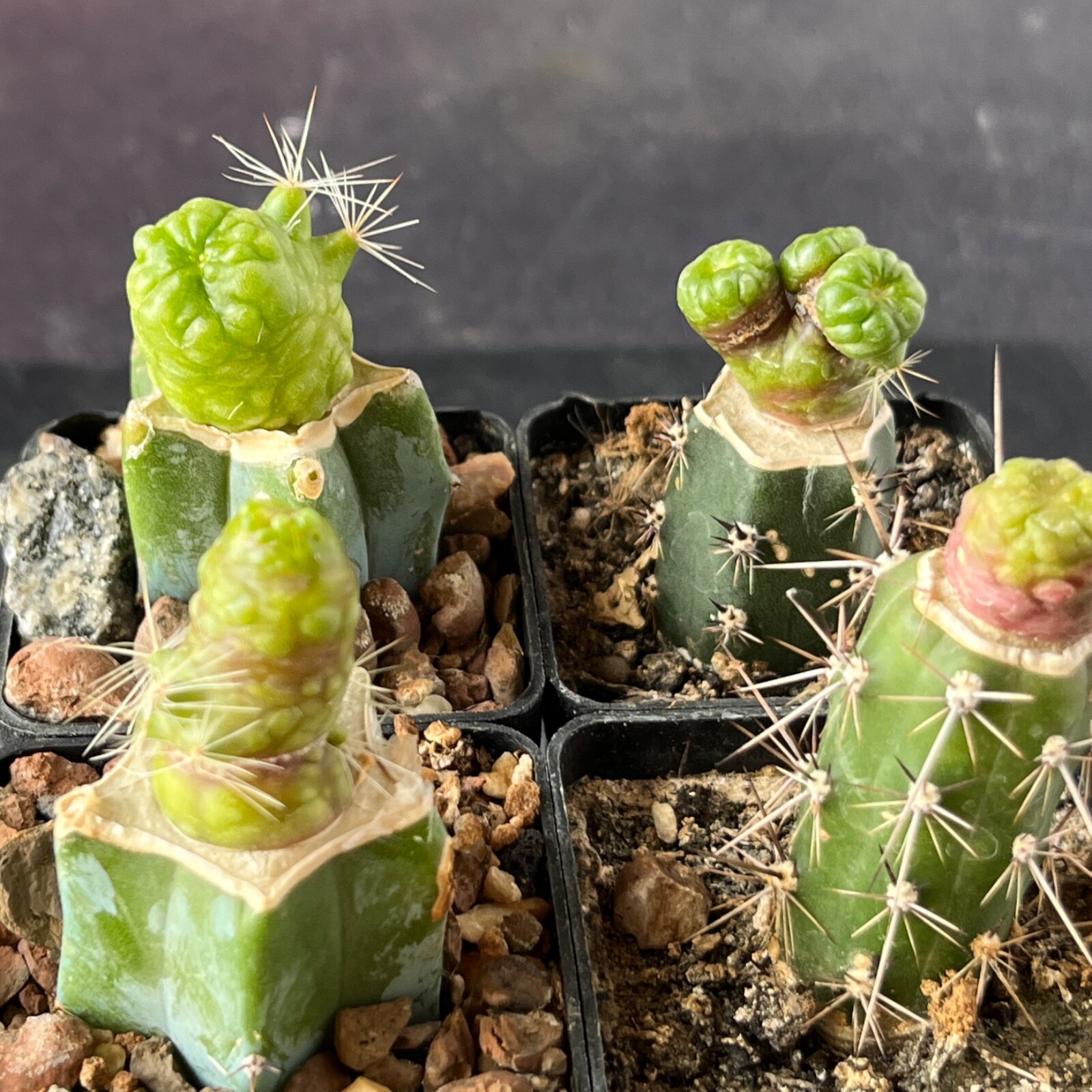 A11-58. Mammillaria bocasana cv. Fred 4 pieces (Grafted)