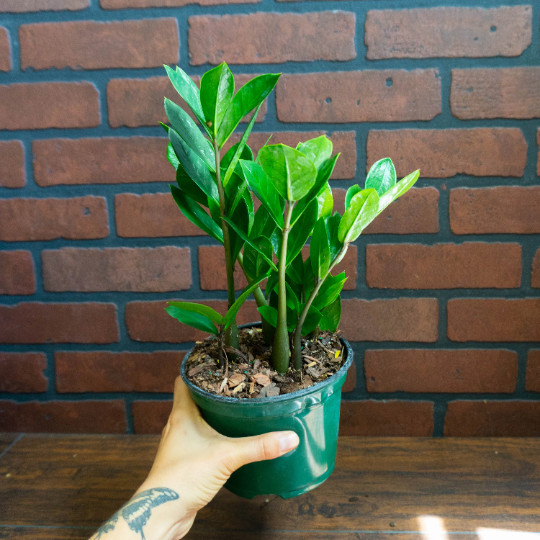 ZZ Plant with 6″ inch Potted Live Houseplant | Zamioculcas Zamiifolia