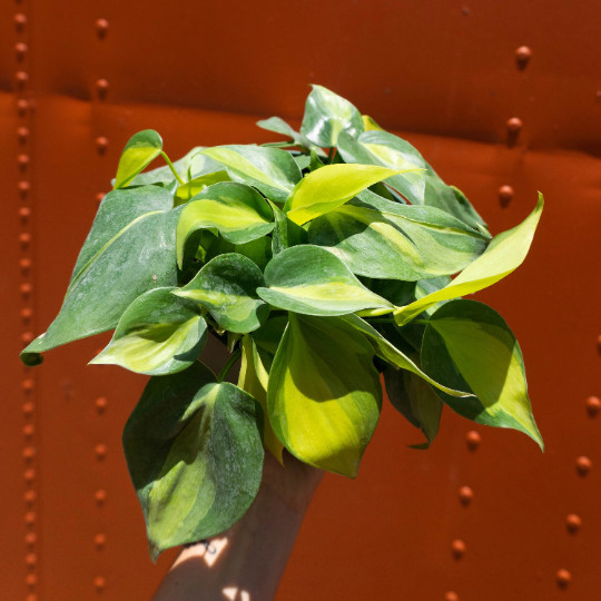 Philodendron Brasil Brazil in 4 inch Pot | Trailing Plant | Live Houseplant Vine