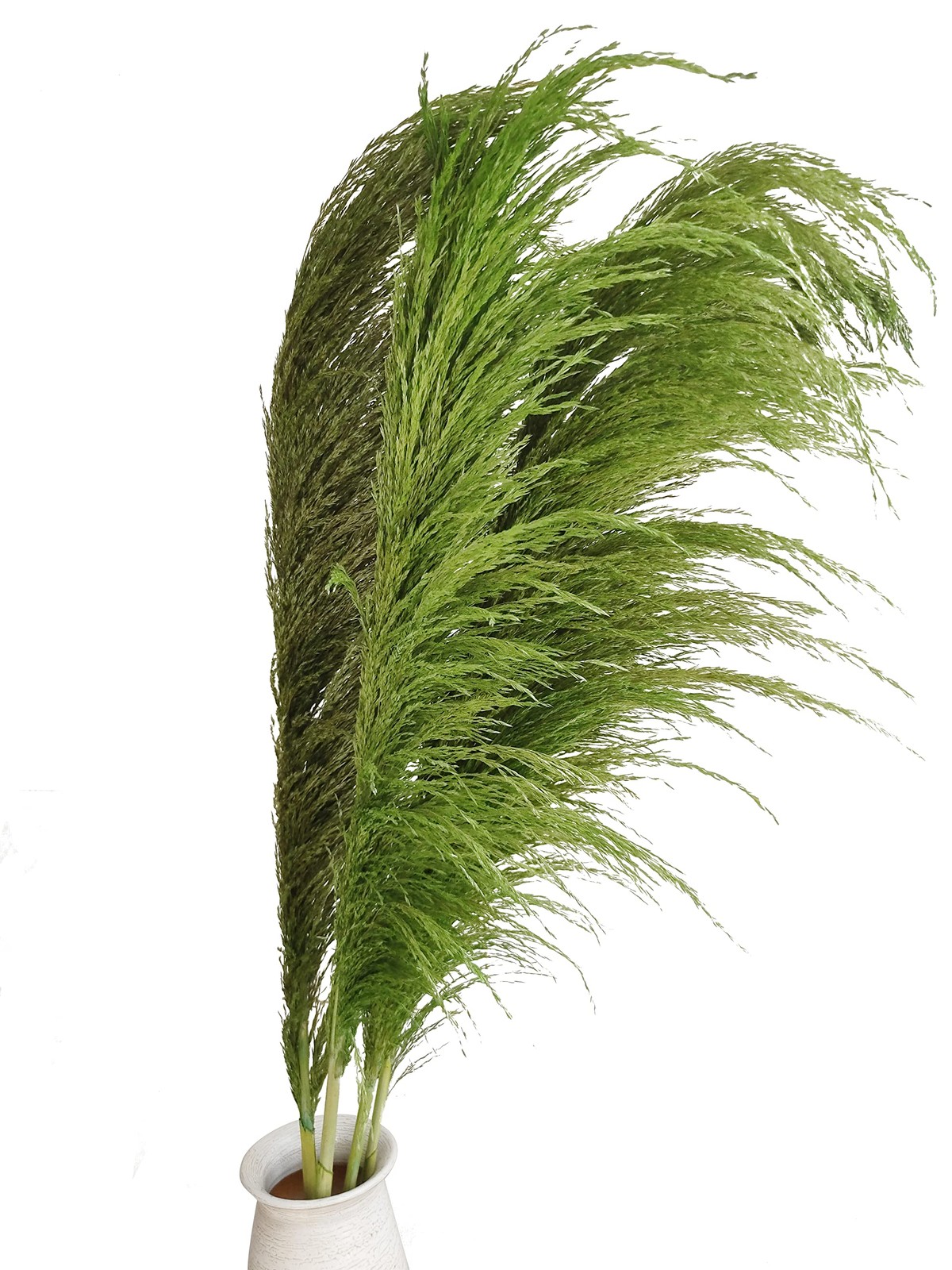 Green Pampas Grass Tall 8pcs 31.5″ Natural Colorful Pompas floral with Dried …