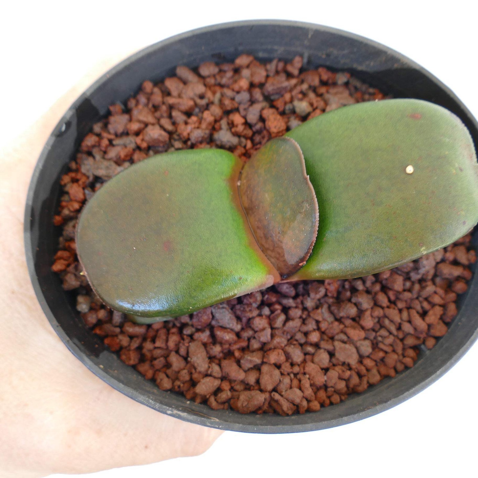 Gasteria pillansii cv 滑らか肌 SMOOTH LEAVES SELECTED – Namaqua gasteria | Pillans’s