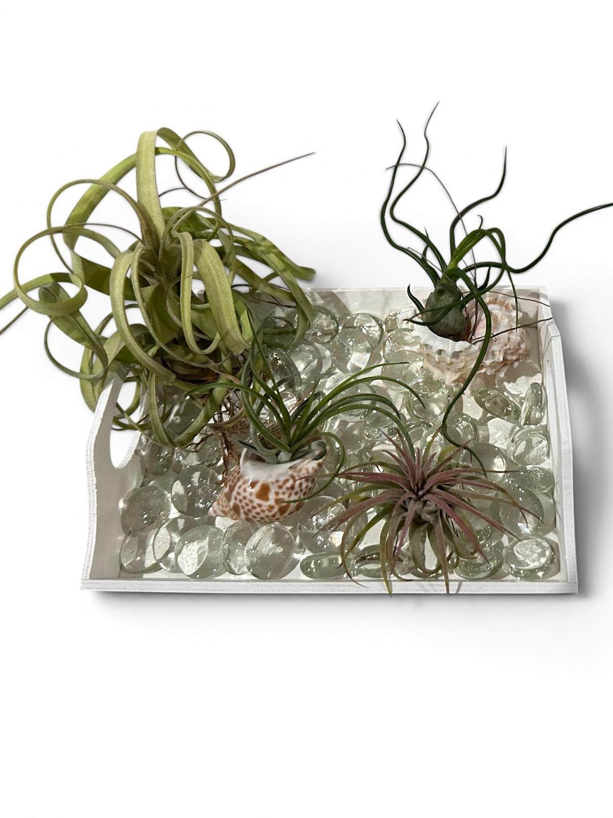 Air Plant Display Kit 4 Tillandsia Tray Glass Gems Shells Coastal Live Decor