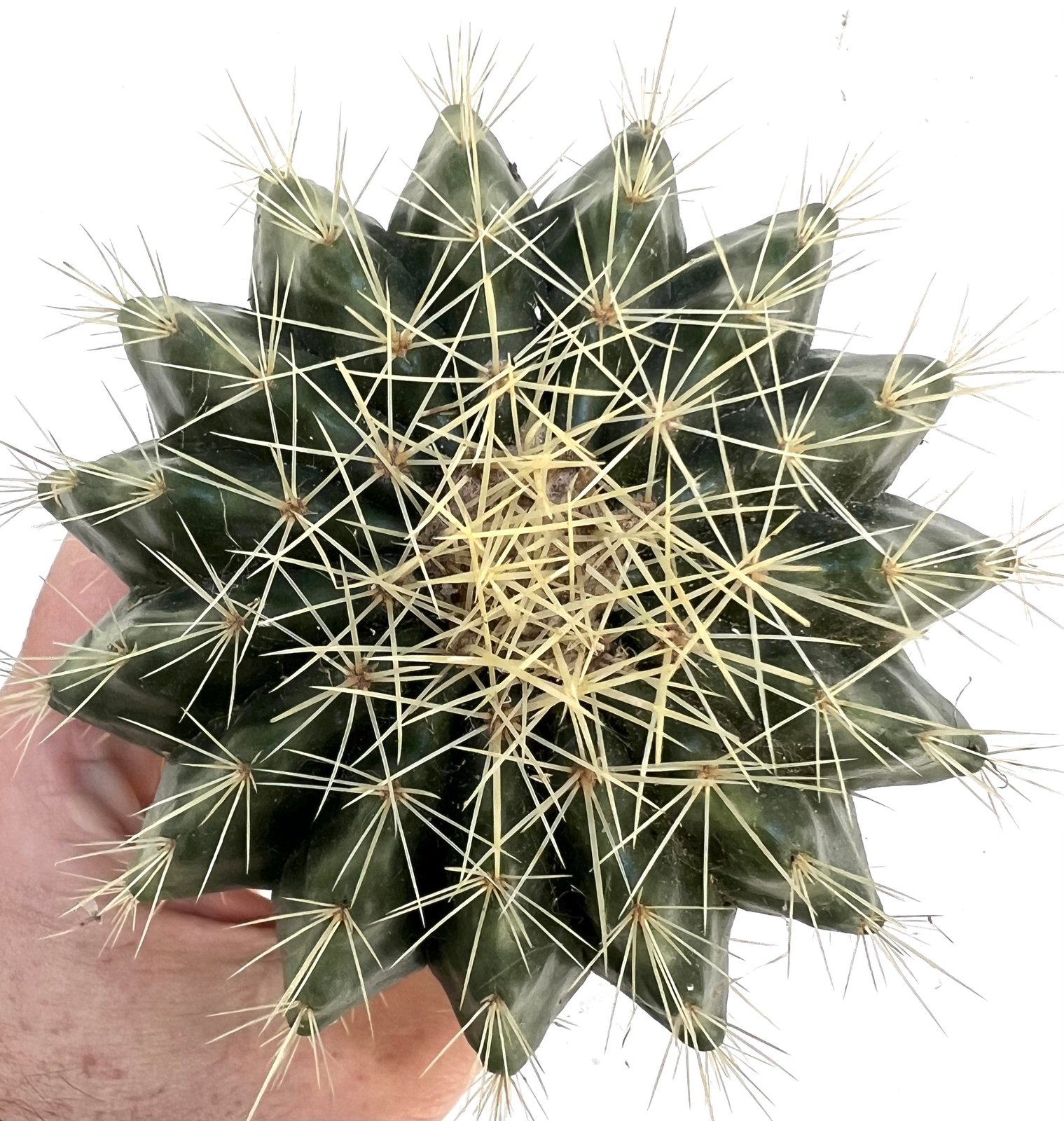 Echinocactus grusonii cv setispinus 10-20cm –
