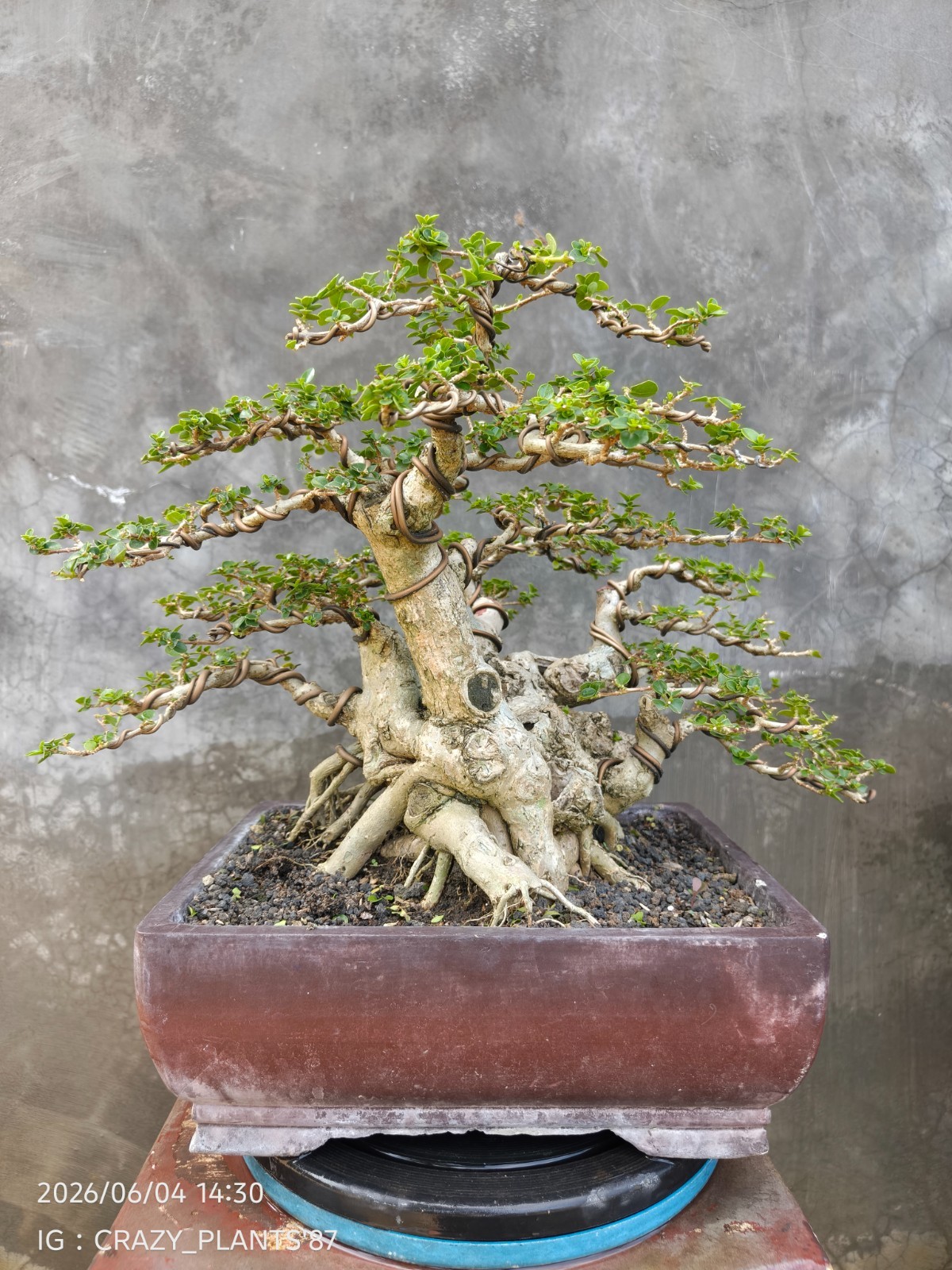 REAL PICTURES – Premna Microphylla Bonsai Tree – Big Trunk – Medium Size – RARE