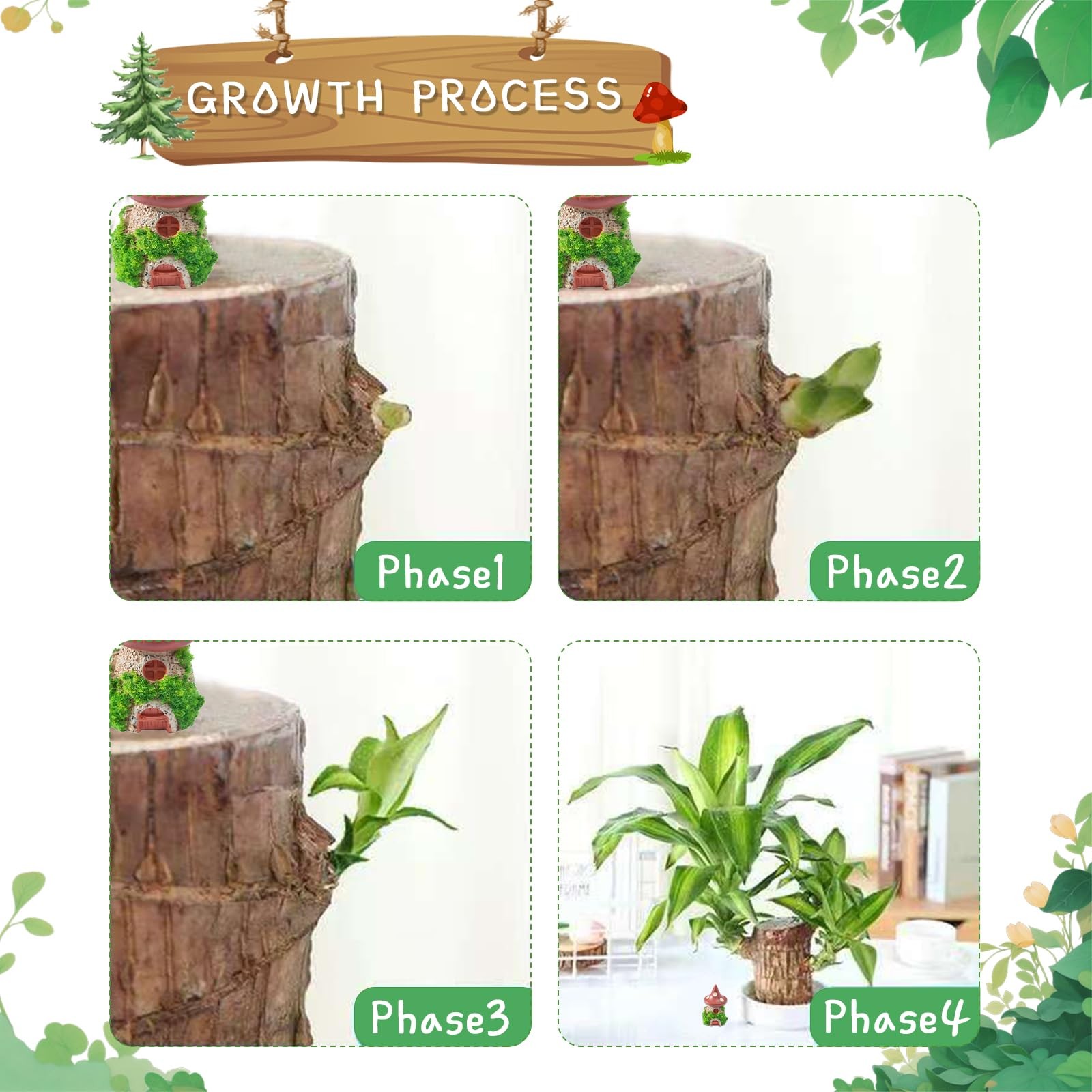 JJWYLTKB Brazilian Lucky Wood Plant,Fortune Brazil Potted Plant Brown