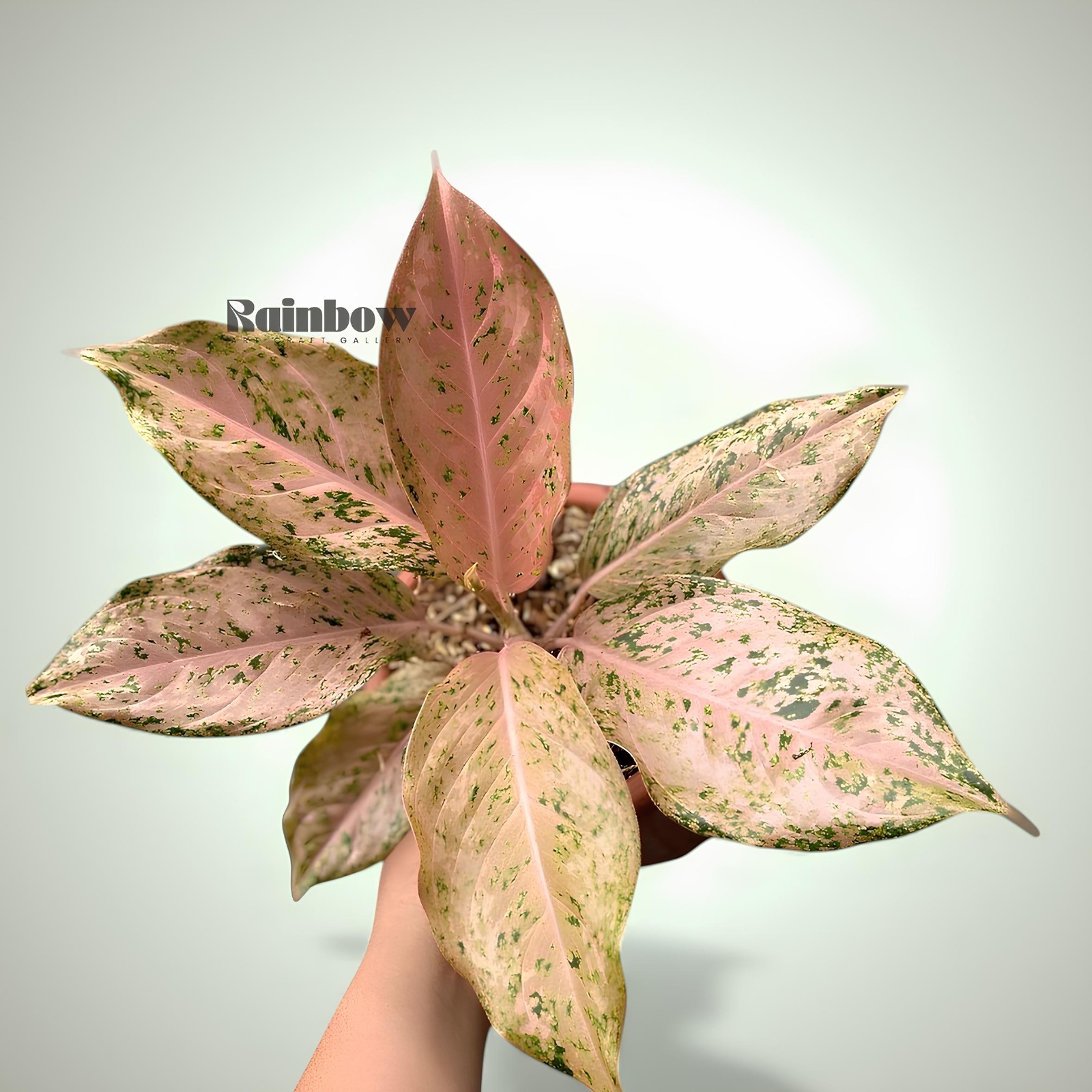 Aglaonema Golden Boy Beatiful Ornamental Plant