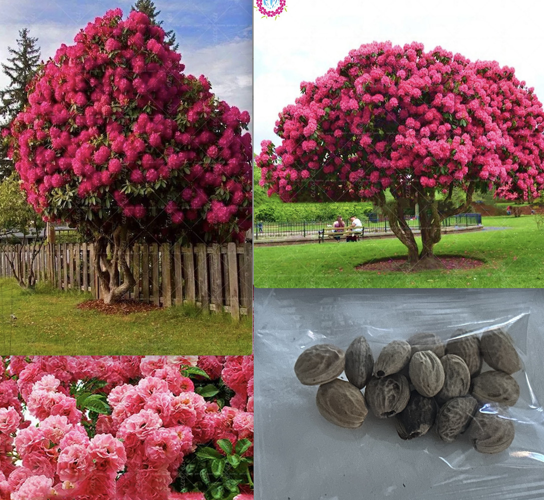 (10) CHERRY TREE SEEDS rare exotic flower home blossom garden USA SELLER W/TRACK