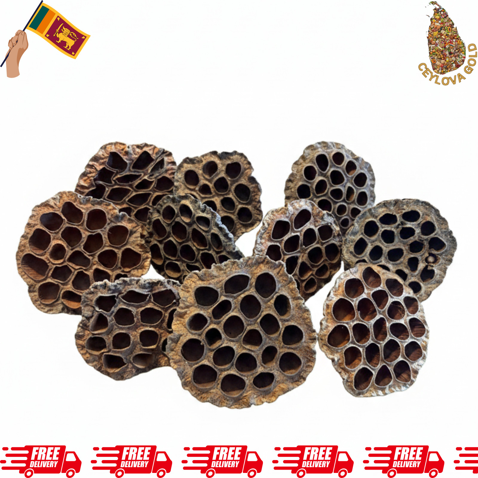 Natural Dried Lotus Seed Pods – Floral Craft, Home Decor, Wedding, DIY FREE
