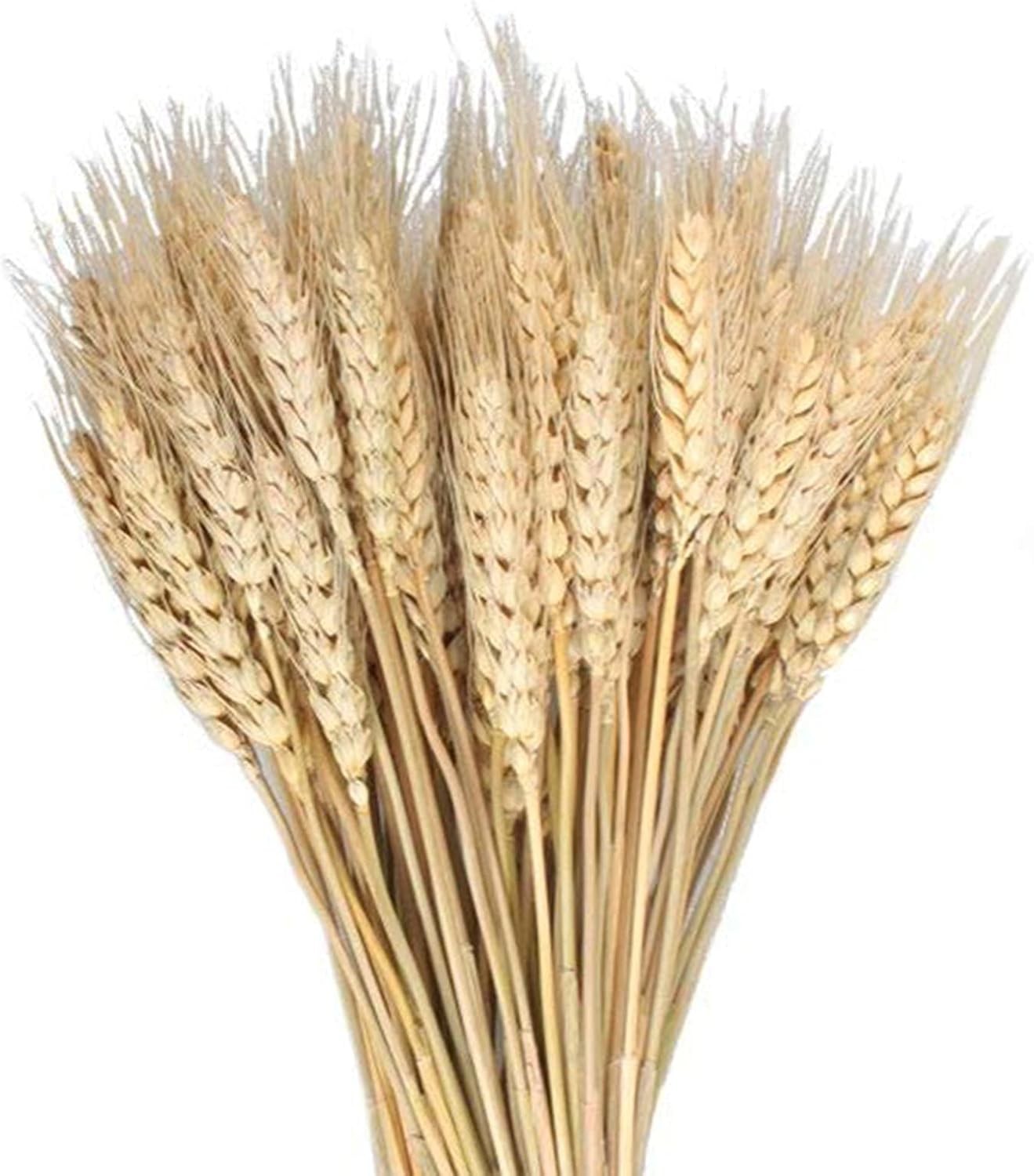 Dried Wheat Sheaves Bundle 100 Pcs Golden Natural Wheat Bouquet Bunch