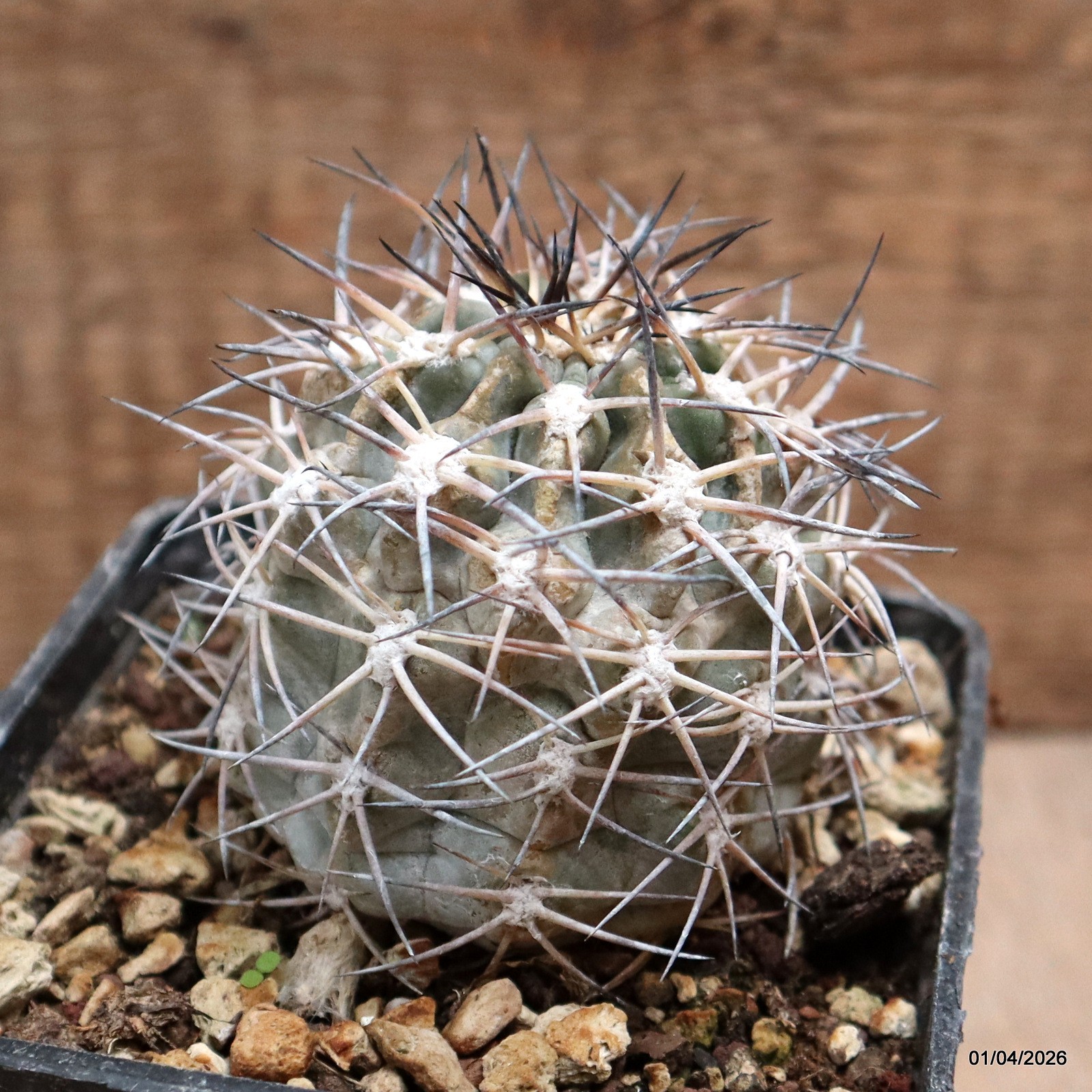 D8156 ACANTHOCALYCIUM GLAUCUM pot10-H8-W6 cm MaMa Cactus