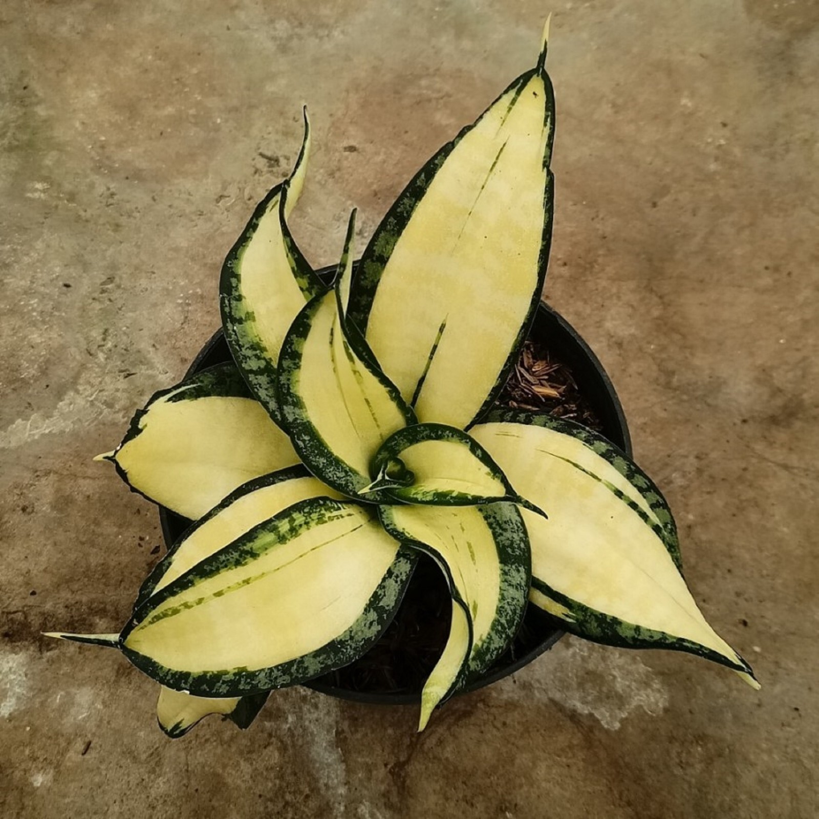 Sansevieria Golden Wendy Rare Unique Snake Plant