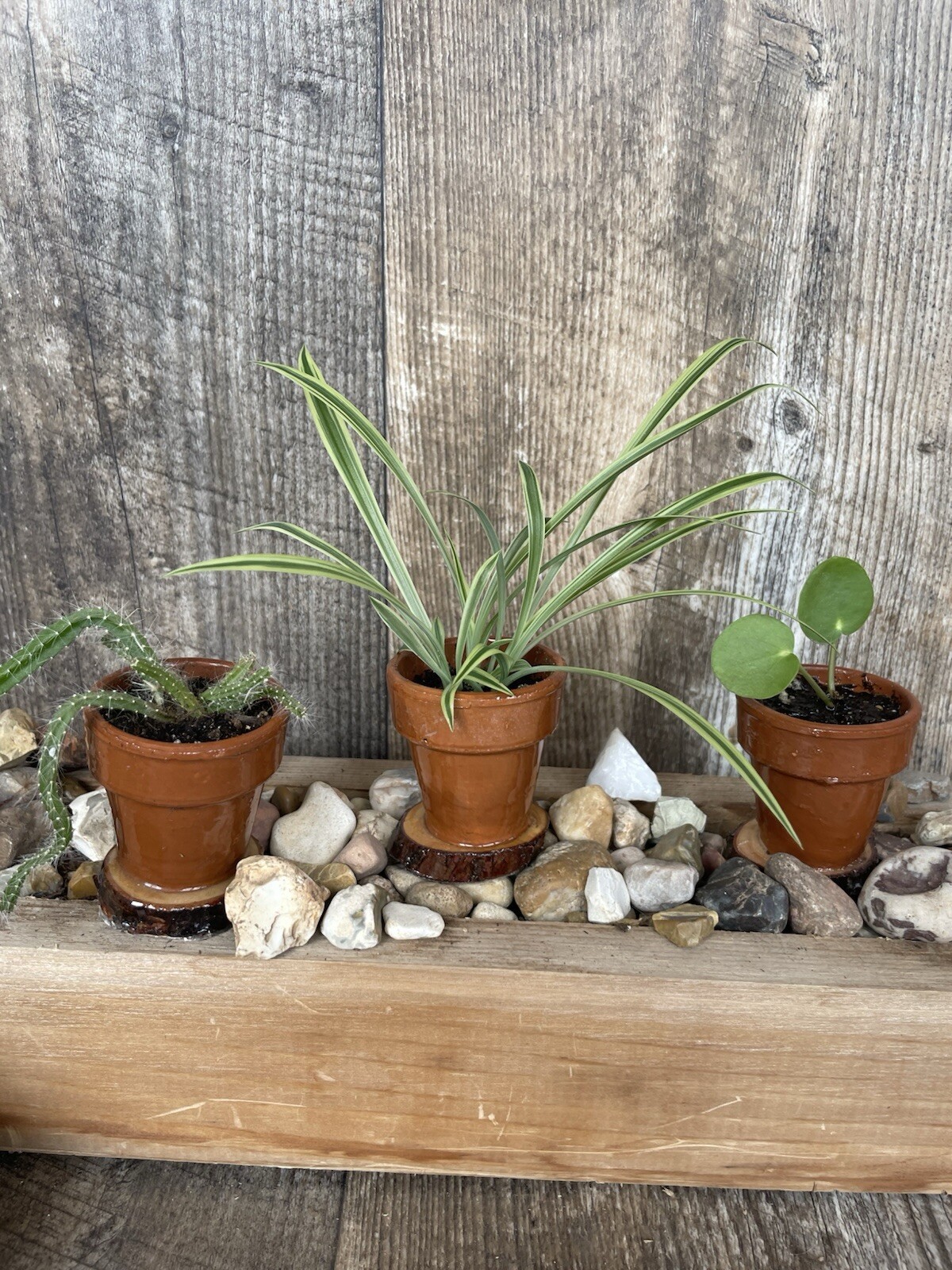 Mini Spider Plants In Epoxy Coated Terracotta Pots On Wooden Base