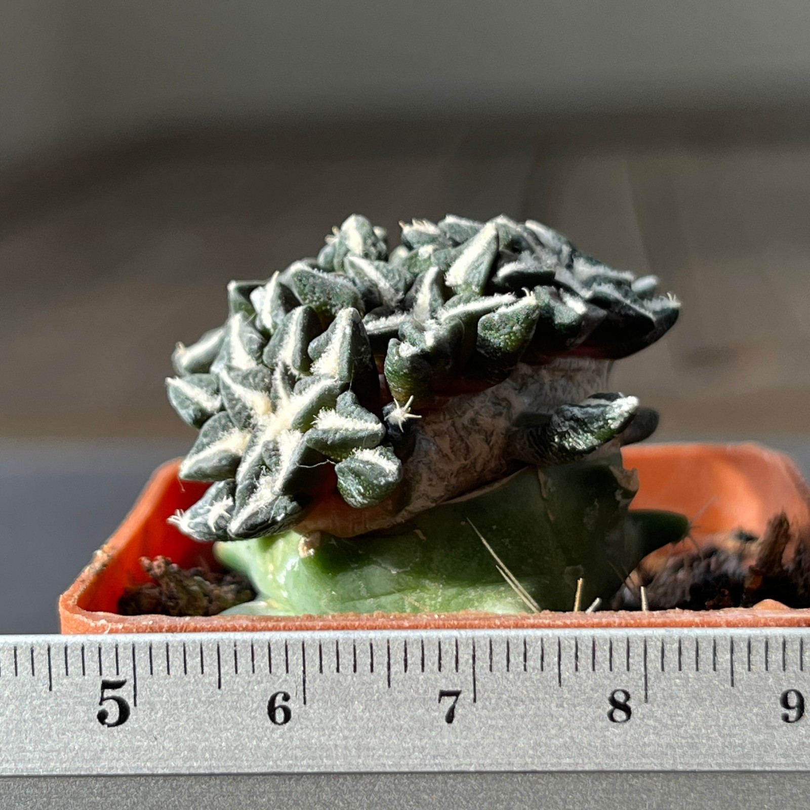 A20-1453 Cactus kotschoubeyanus VM 526, Lucio Blanco, Coah, Mex (Grafted)