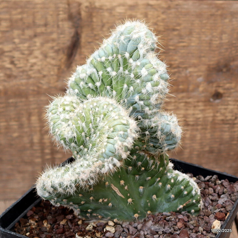 D1716 PILOSOCEREUS AZUREUS CRESTED pot14-H18-W13 cm MaMa Cactus