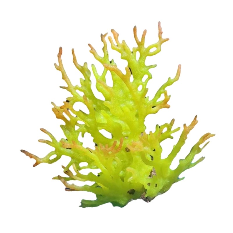 Artificial Water Coral for Fish Tanks Aquarium Decorations Beautiful Appearance
