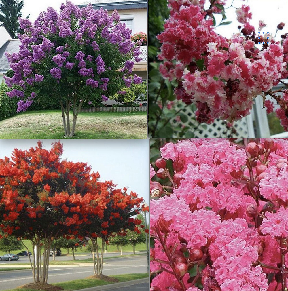 (10) CRAPE/CREPE MYRTLE SEEDS rare exotic flower garden tree USA SELLER W/TRACK