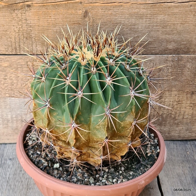 D5850 FEROCACTUS HYSTRIX pot25-H19-W21 cm MaMa Cactus