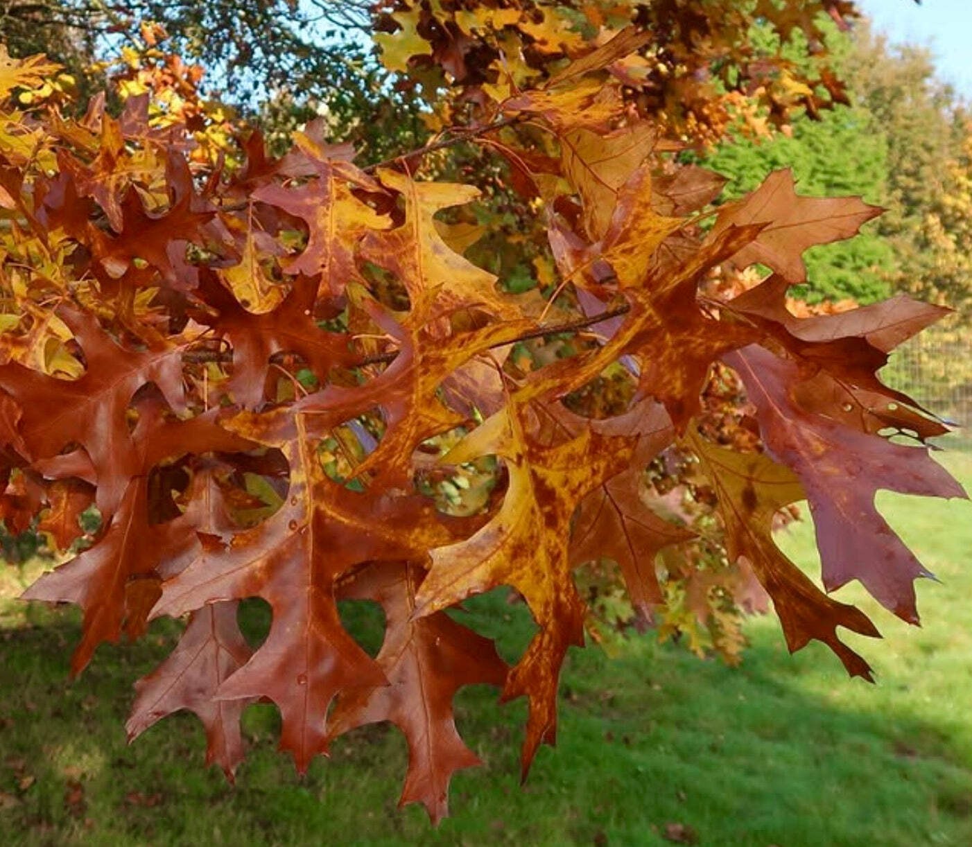 Quercus velutina – Black oak | Eastern black oak
