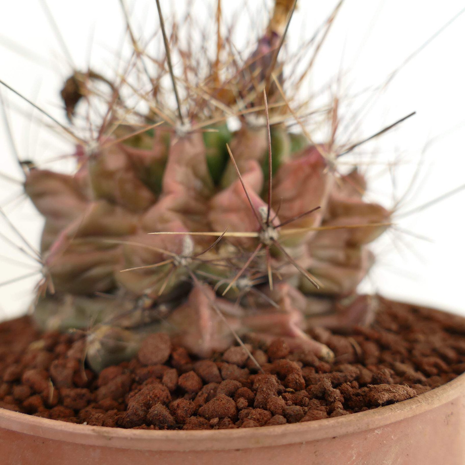 Ferocactus hamatacanthus UNUSUAL RIBS FORMS – Texas barrel cactus | Hooked barre