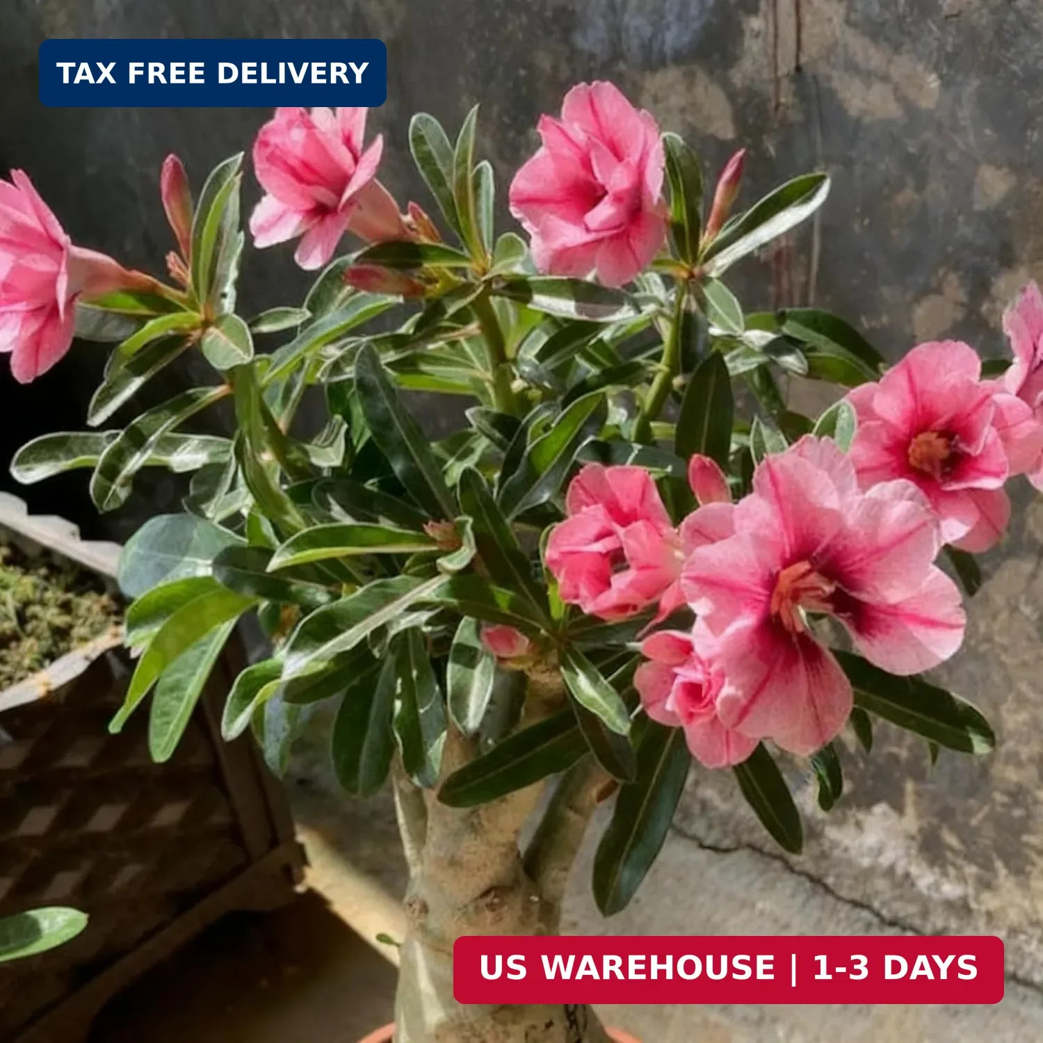 Desert Rose Seed for Planting, 100 Mixed Adenium Somalense Seeds, Shrub Flower P