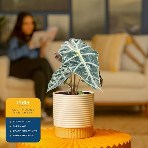 Alocasia Polly Live Plant in Decorative Pot, Indoor Houseplant, Perfect for