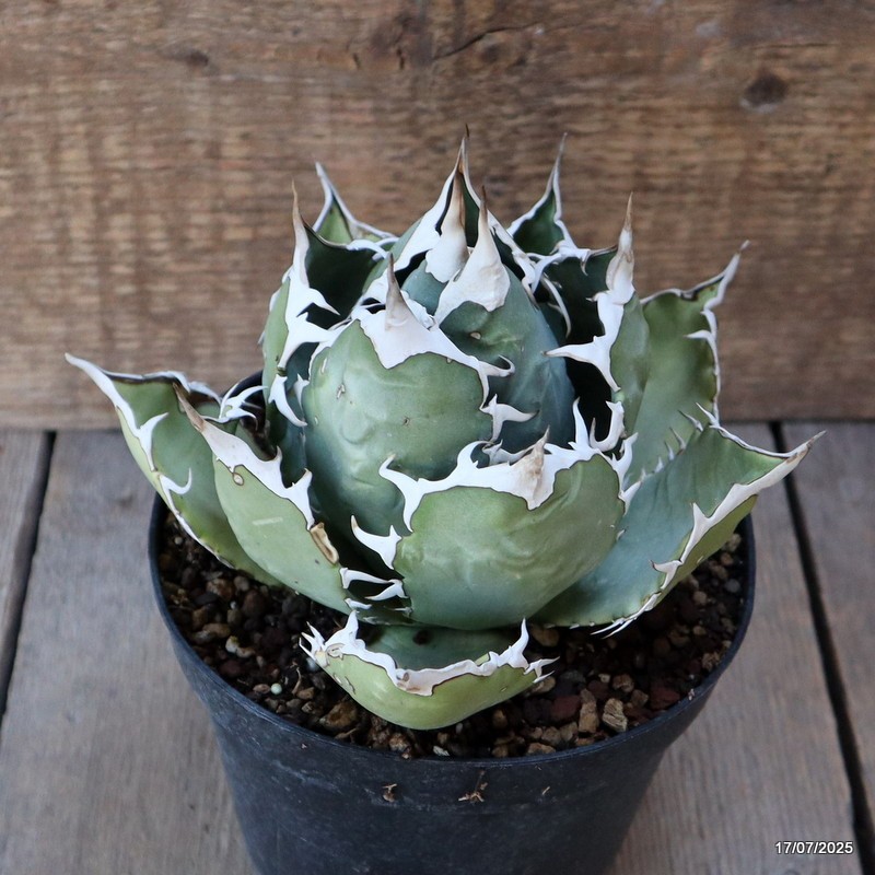 D5354 AGAVE TITANOTA COMPACT pot14-H11-W15 cm MaMa Cactus