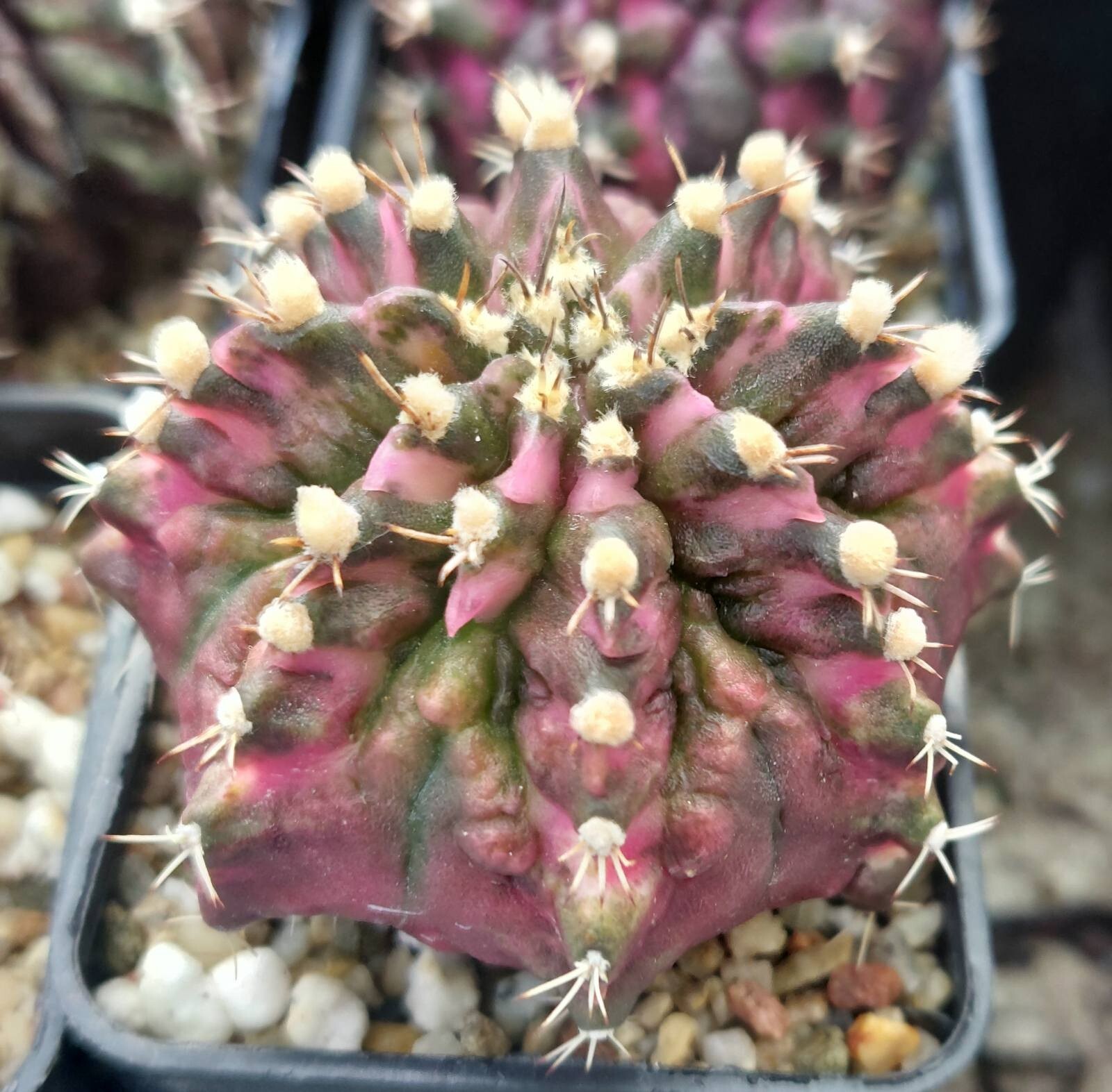 Gymnocalycium mihanovichii ‘T-Rex’ hybrid mix 100seeds harvest 2025