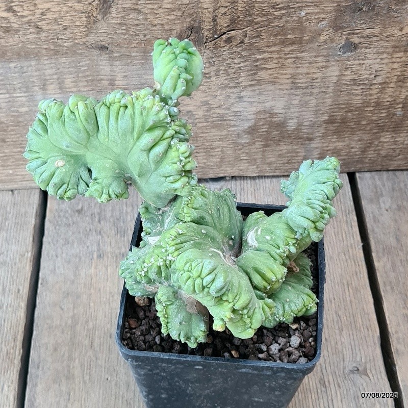 D5755 MYRTILLOCACTUS GEOMETRIZANS CRESTED pot10-H15-W16 cm MaMa Cactus