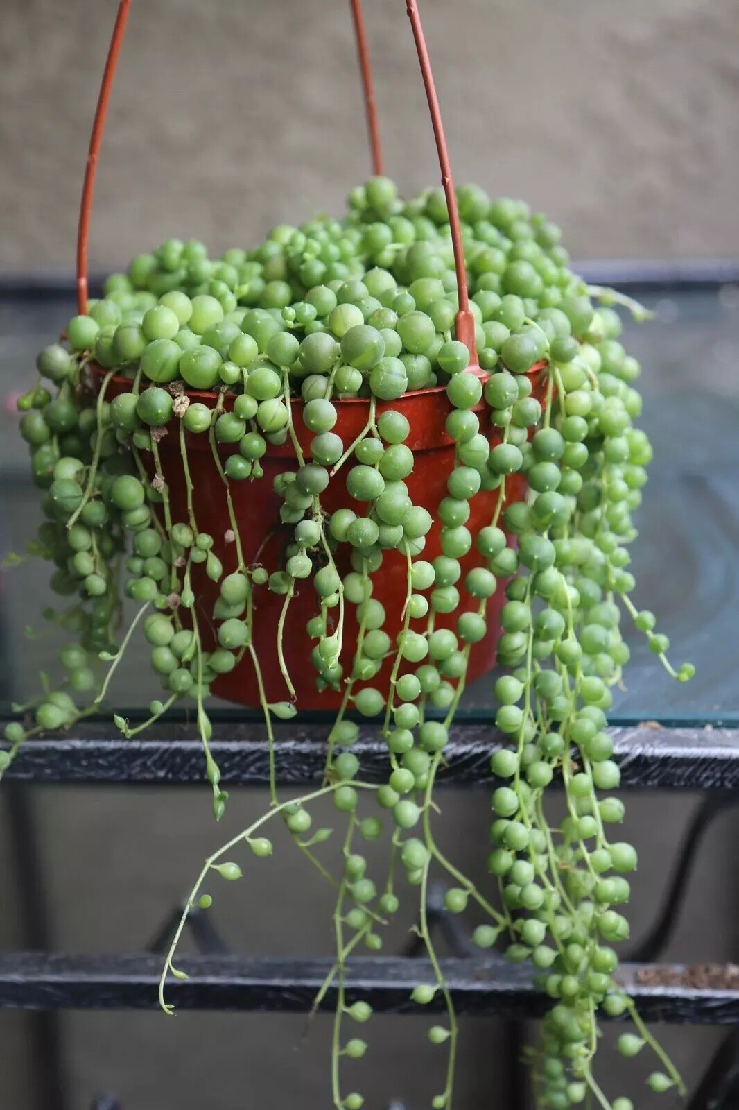 Live Succulent String of Pearls Live Plant Fully Rooted in 4″ Pot with Soil