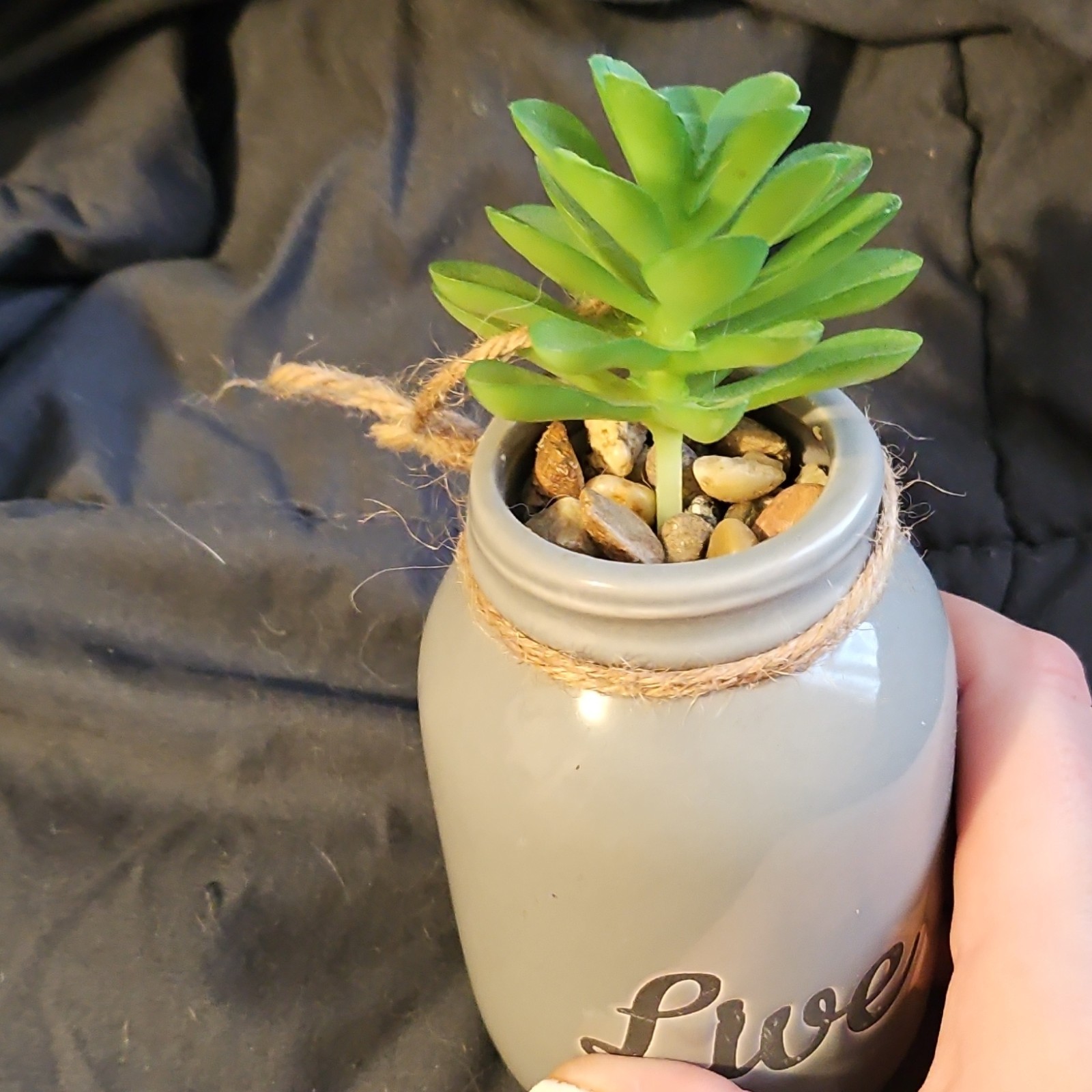 Artificial Succulent in Gray Ceramic Planter with ‘Live’ Text and Rope Accent