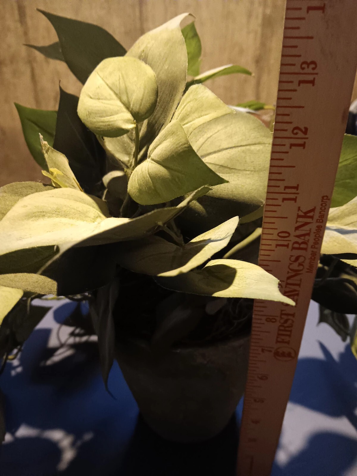 Realistic Indoor Plant