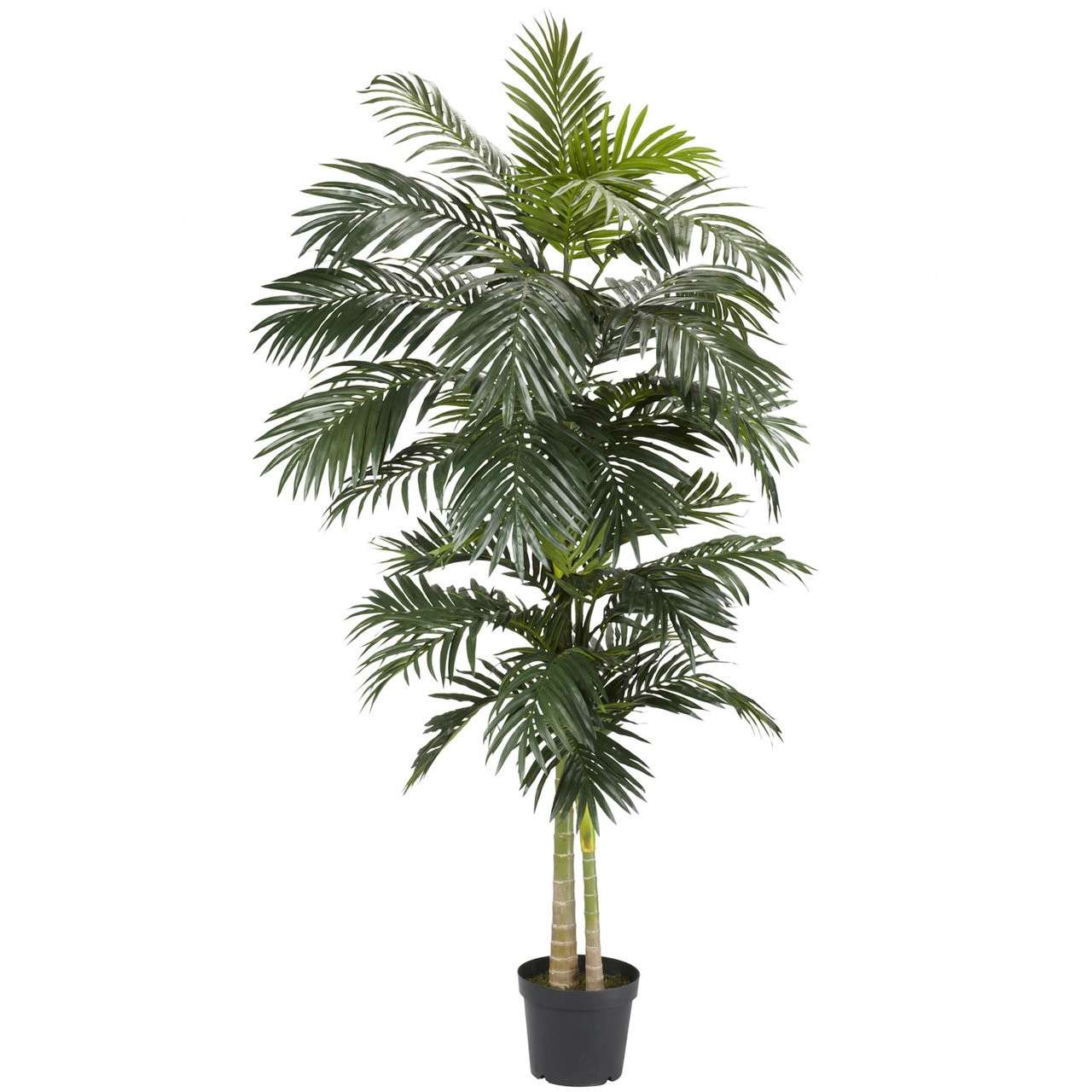 8′ Golden Cane Palm Silk Tree