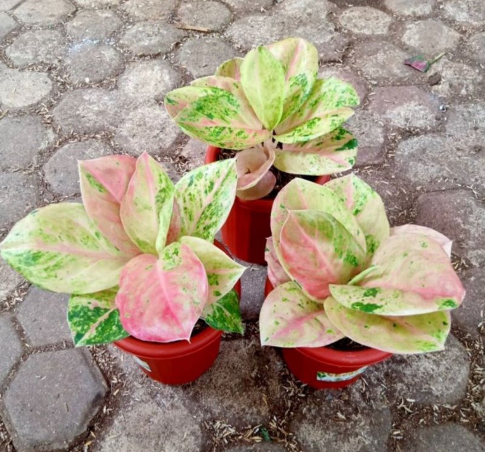 Aglonema Emerald with Rare Aroid Indoor Houseplant