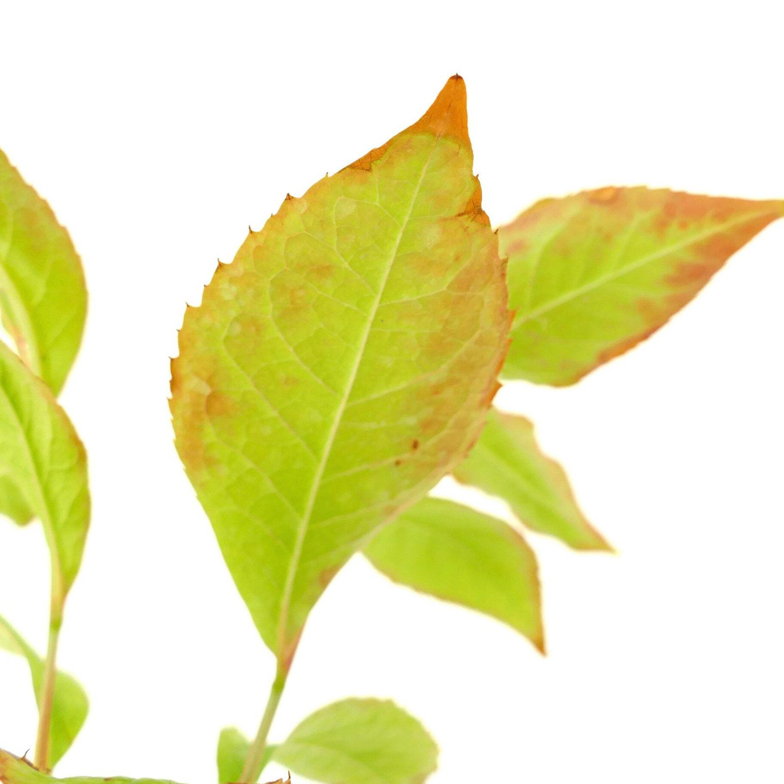 Stewartia rostrata – Beaked stewartia | Stewartia