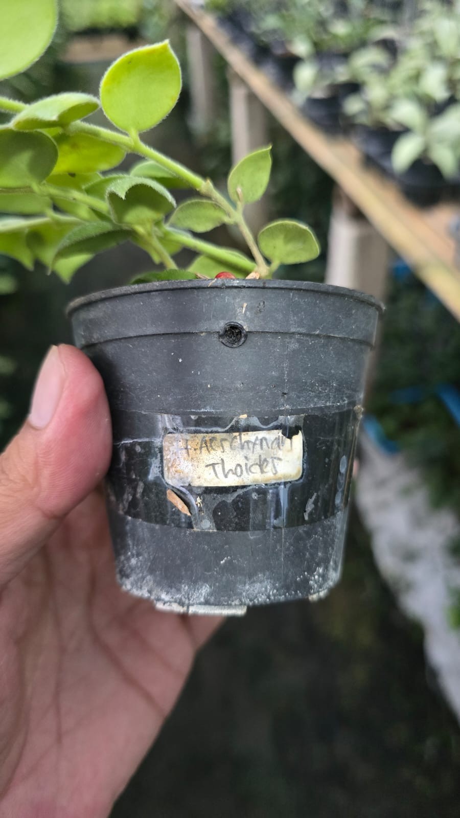 Real Picture Hoya Aeschynanthoides Rare Plant