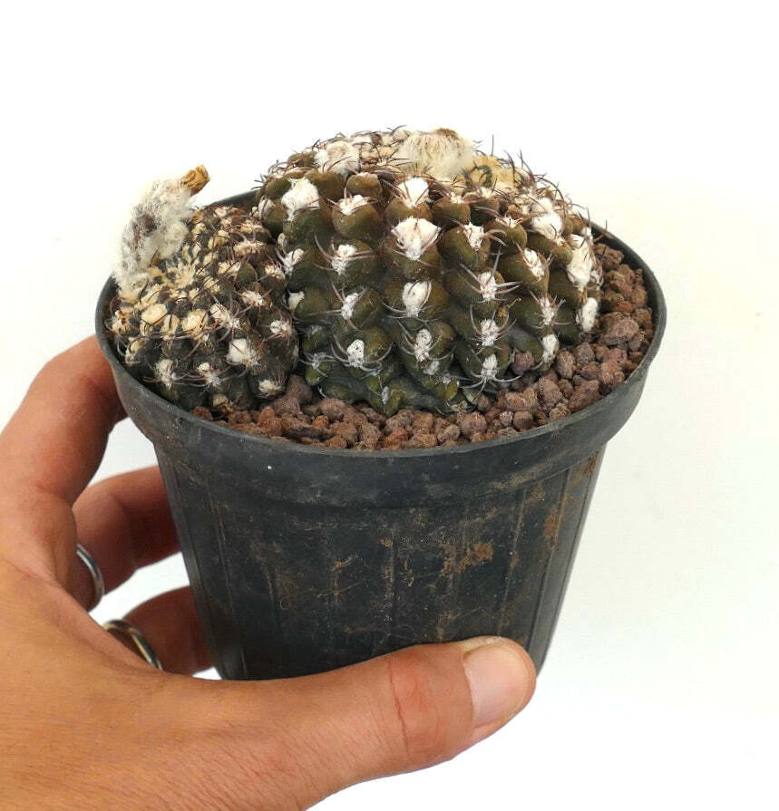 Eriosyce reichei f. krausii (syn. Neoporteria) –