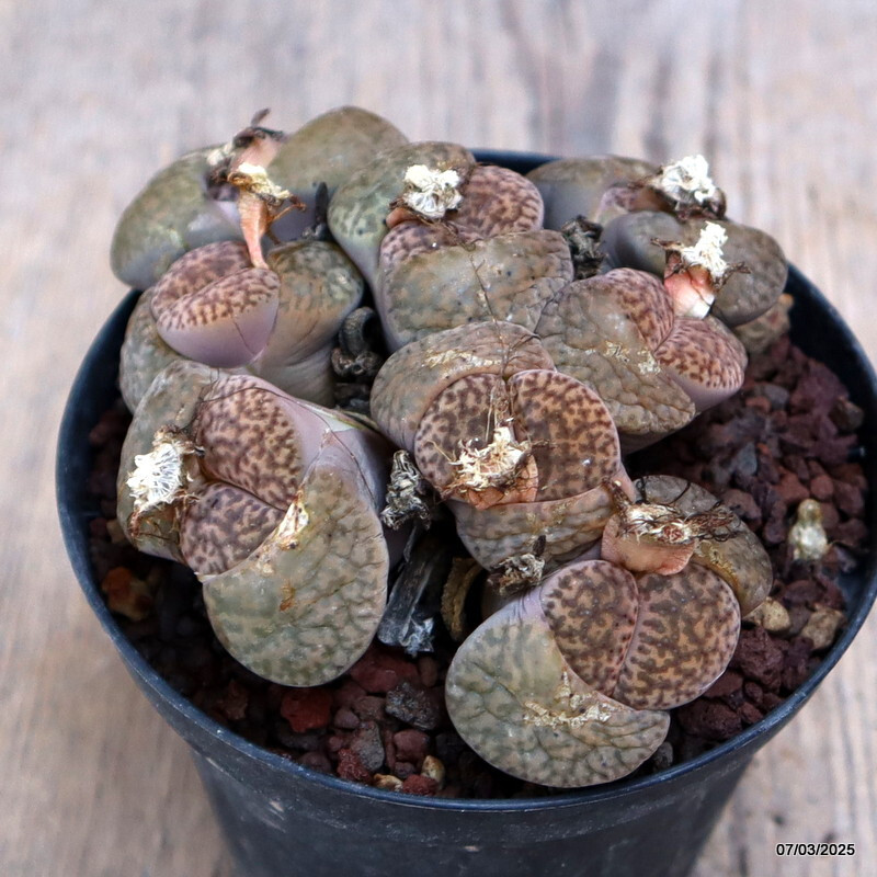 D1676 LITHOPS HOOKERII pot10-H5-W11 cm MaMa Cactus