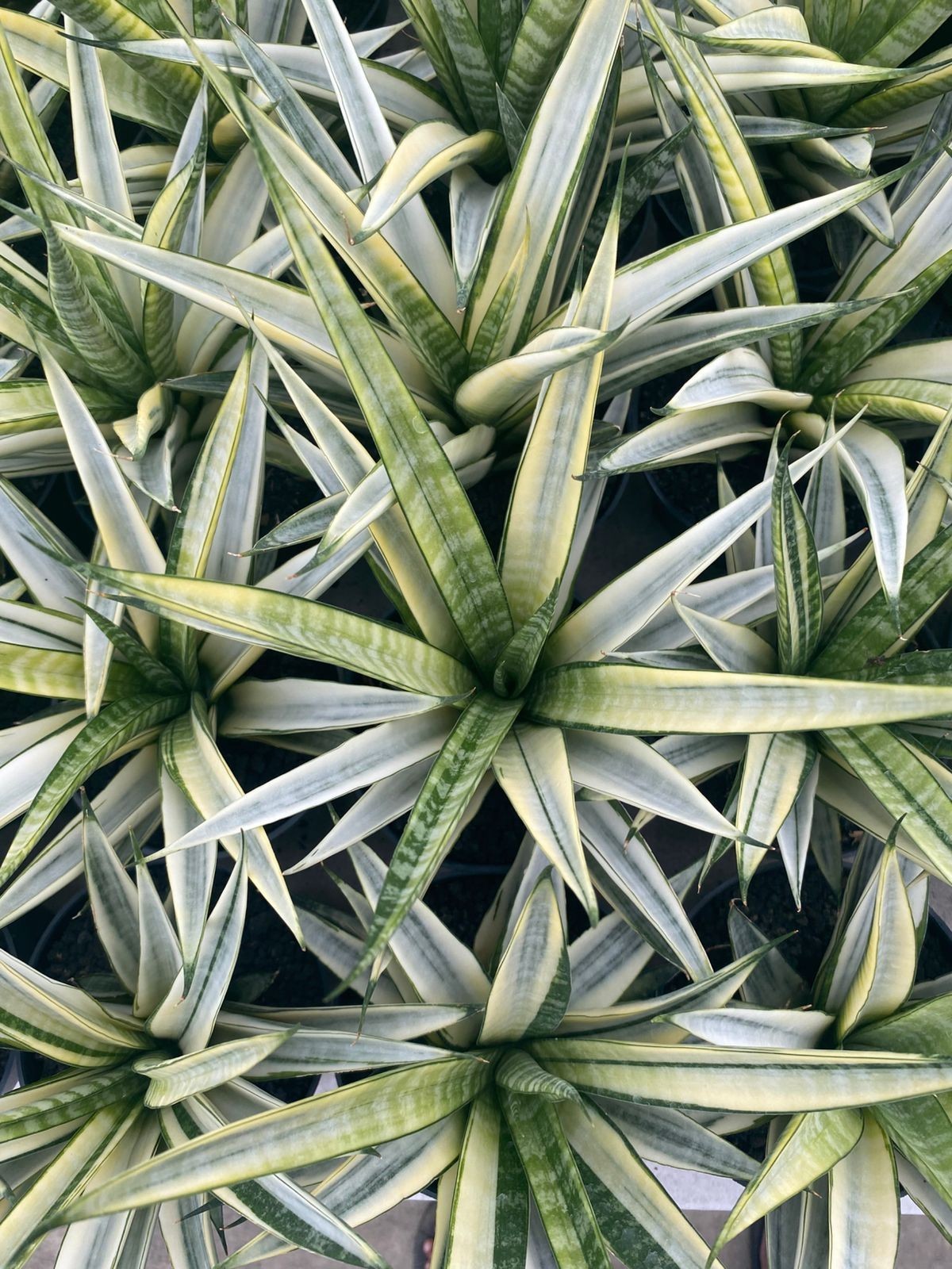 Sansevieria Cordova White Variegated – Large Mature Plant (Big Size) – Rare