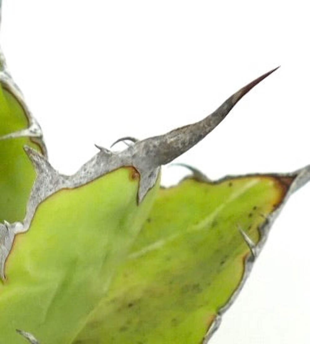 Agave titanota STRONG FINAL SPINES with offset – Rancho Tambor agave | Chalk aga