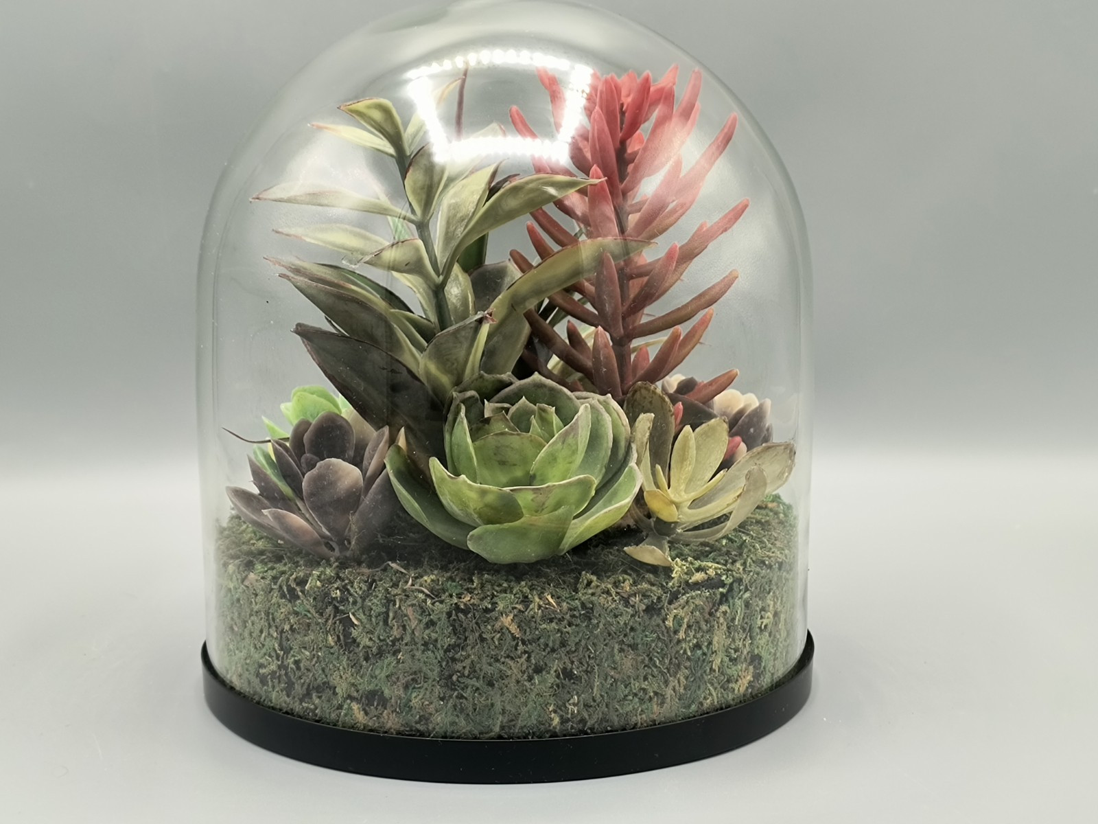 Terrarium Faux Succulents Arrangement In Glass Dome Atrium By Old Time Pottery