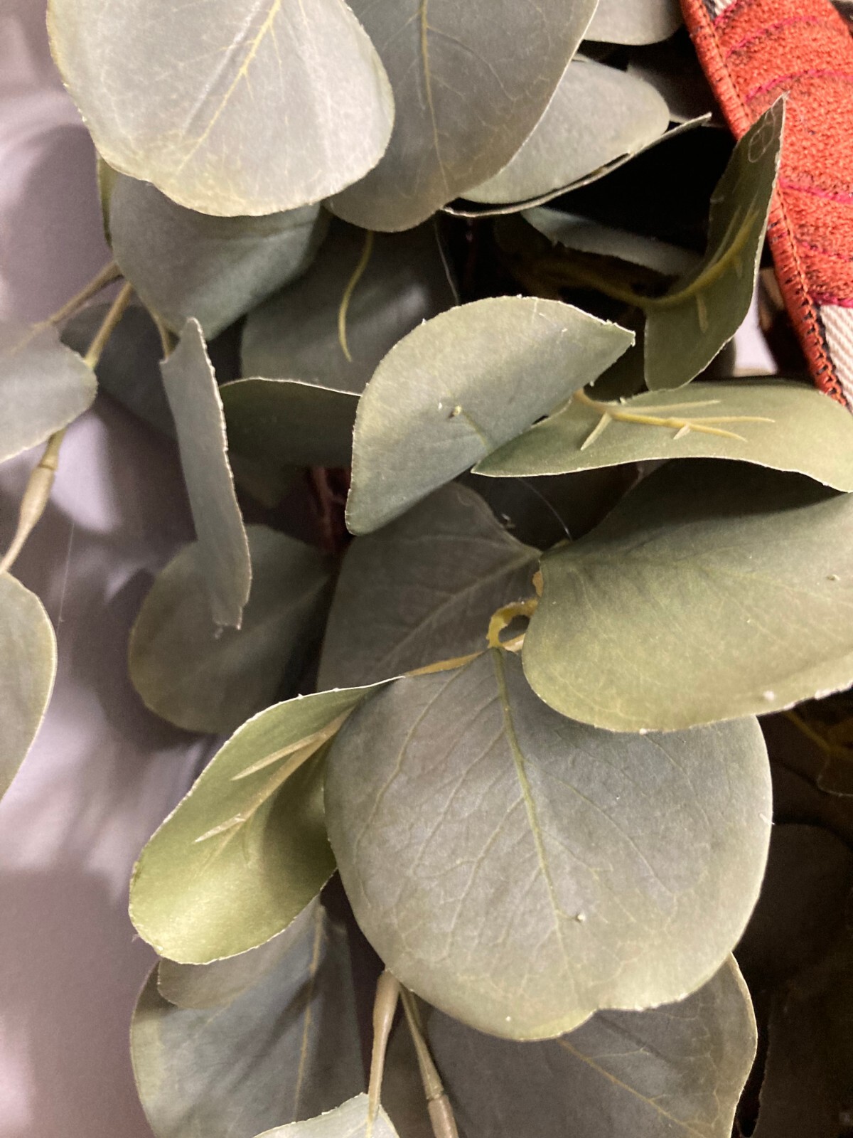 Silver Dollar Eucalyptus Wreath