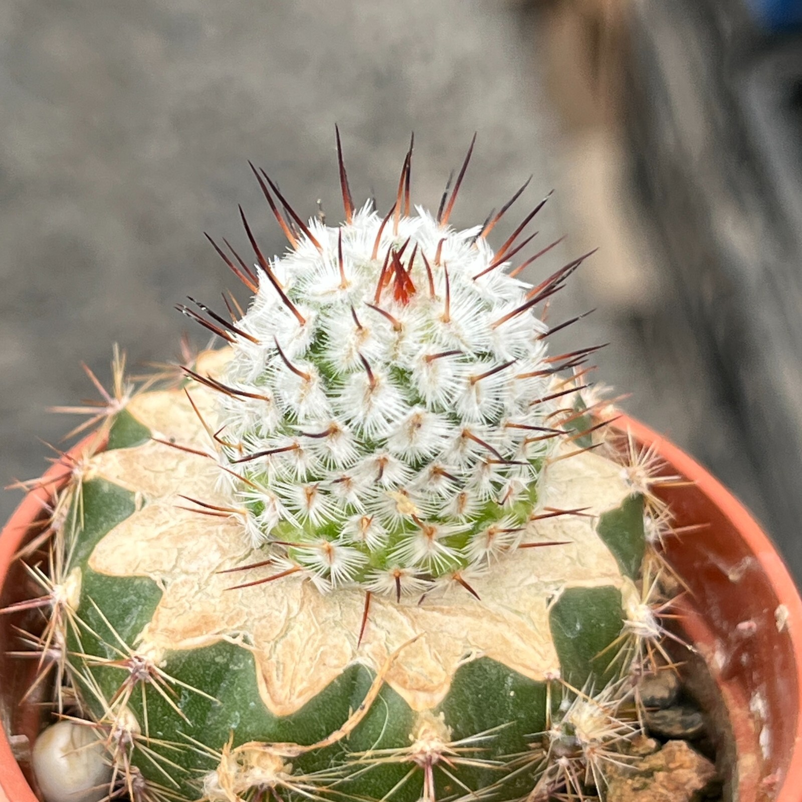 A30-1370. Mammillaria andersoniana v. Longispina VM 1179, Guanajuato (Grafted)