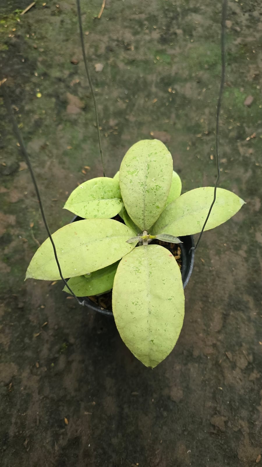 Real Picture Hoya Forbesii Silver Rare Plant