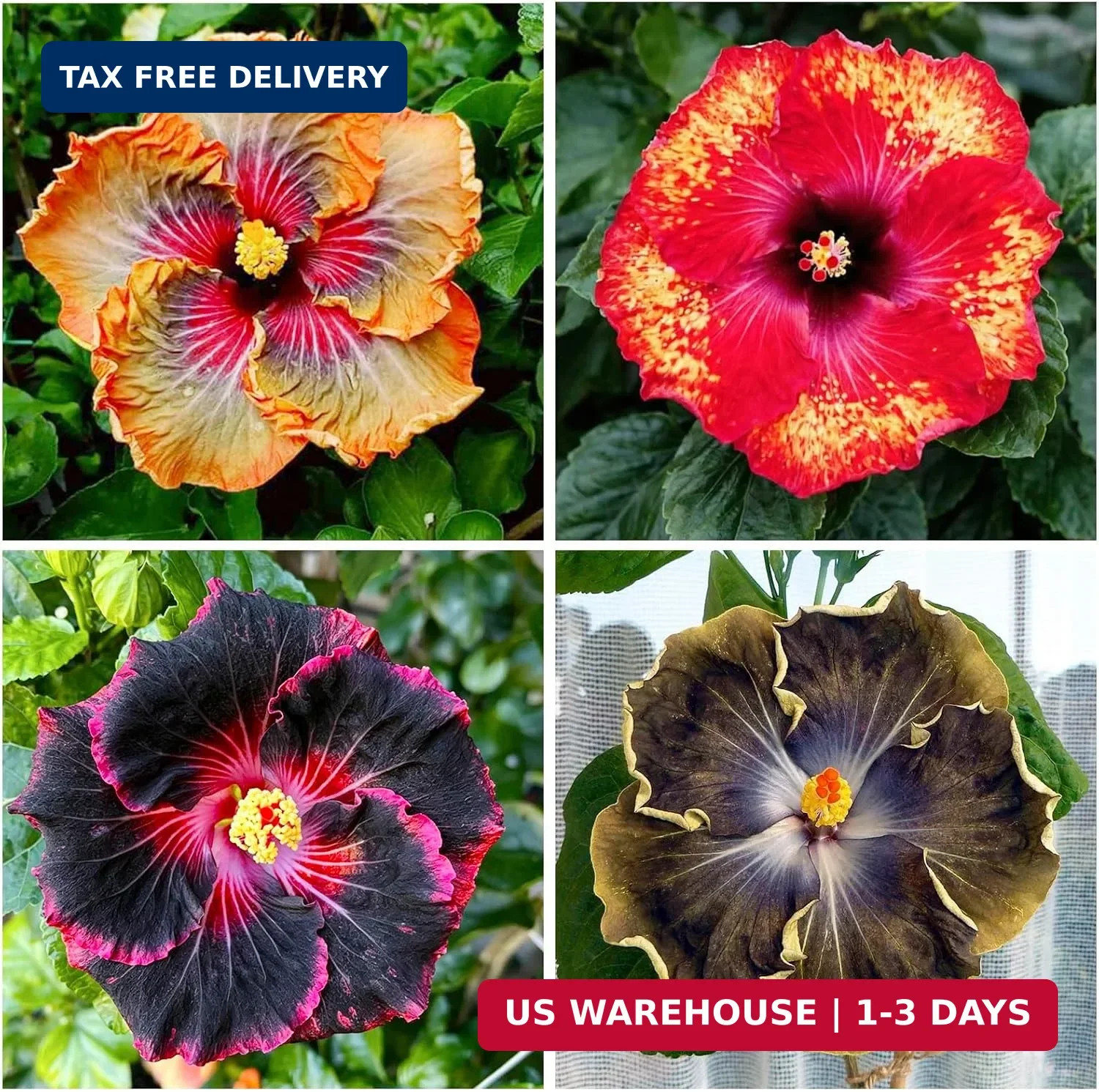 25Pcs Exotic Hibiscus Flower Seeds for Planting – Perennial Flower, Vibrant Colo