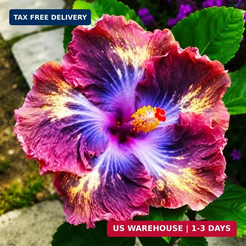 25Pcs Exotic Hibiscus Flower Seeds for Planting – Perennial Flower, Vibrant Colo