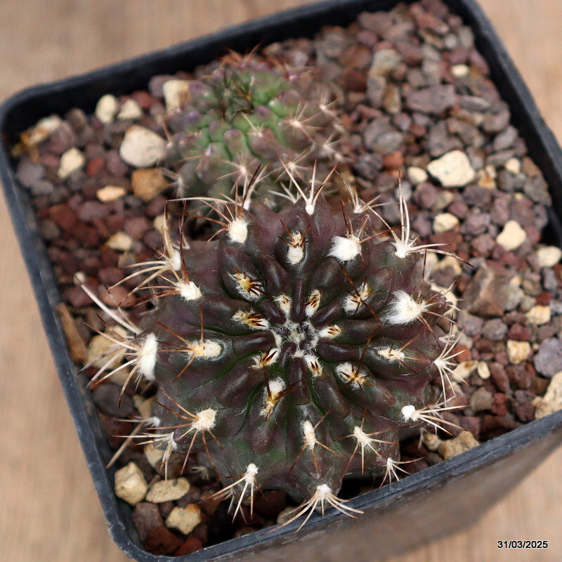 A5508 NEOPORTERIA OCCULTA pot10-H6-W10 cm MaMa Cactus