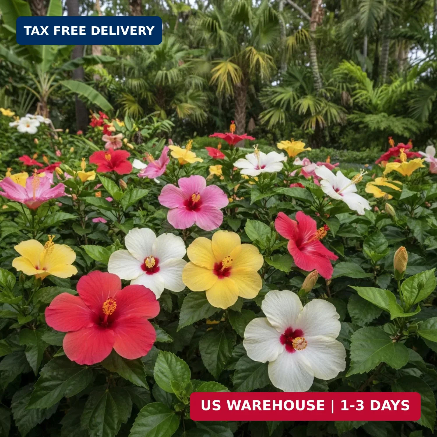 100 Hibiscus Seeds for Planting Perennial Flower Seeds for Outdoor Garden Tropic