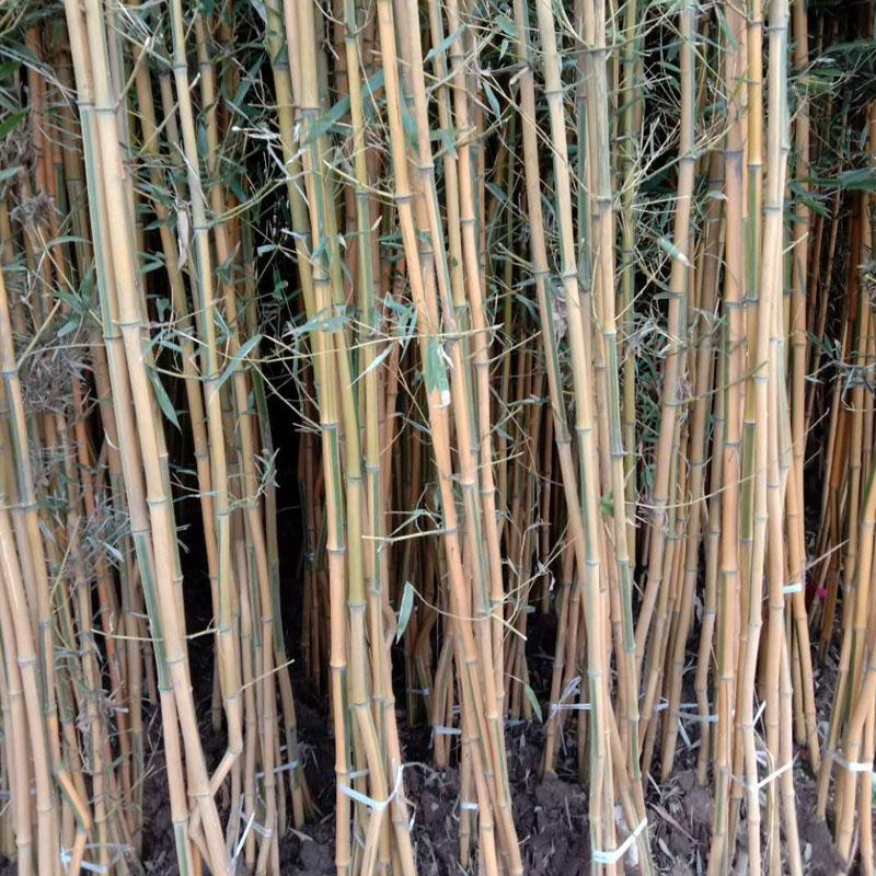 Giant Bamboo Seeds Perennial evergreen Grows Edible Bamboo shoots 100Pcs